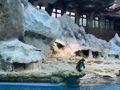 -帝企鹅自助餐厅•儿童岛•真企鹅(长隆企鹅酒店)