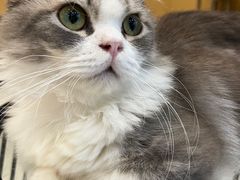 -飞行喵MR PILOT|猫舍·猫咖(静安大融城店)