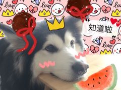 -爱侣宠医·鹦鹉专科·小型哺乳类·异宠专科(灵石路店)