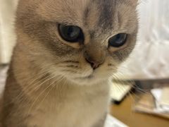 -中农国际动物医院24小时·猫科·骨科·急重症中心