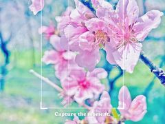 -南汇桃花村
