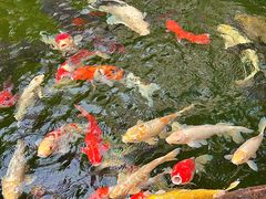 -新世纪大酒楼·30年南海菜