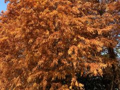 -上海园林（集团）有限公司总部办公楼