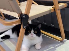 -Heymao猫咖.咖啡厅(东门店)