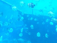 -瑞德姆美人鱼海底演艺主题餐厅(亚龙湾店)