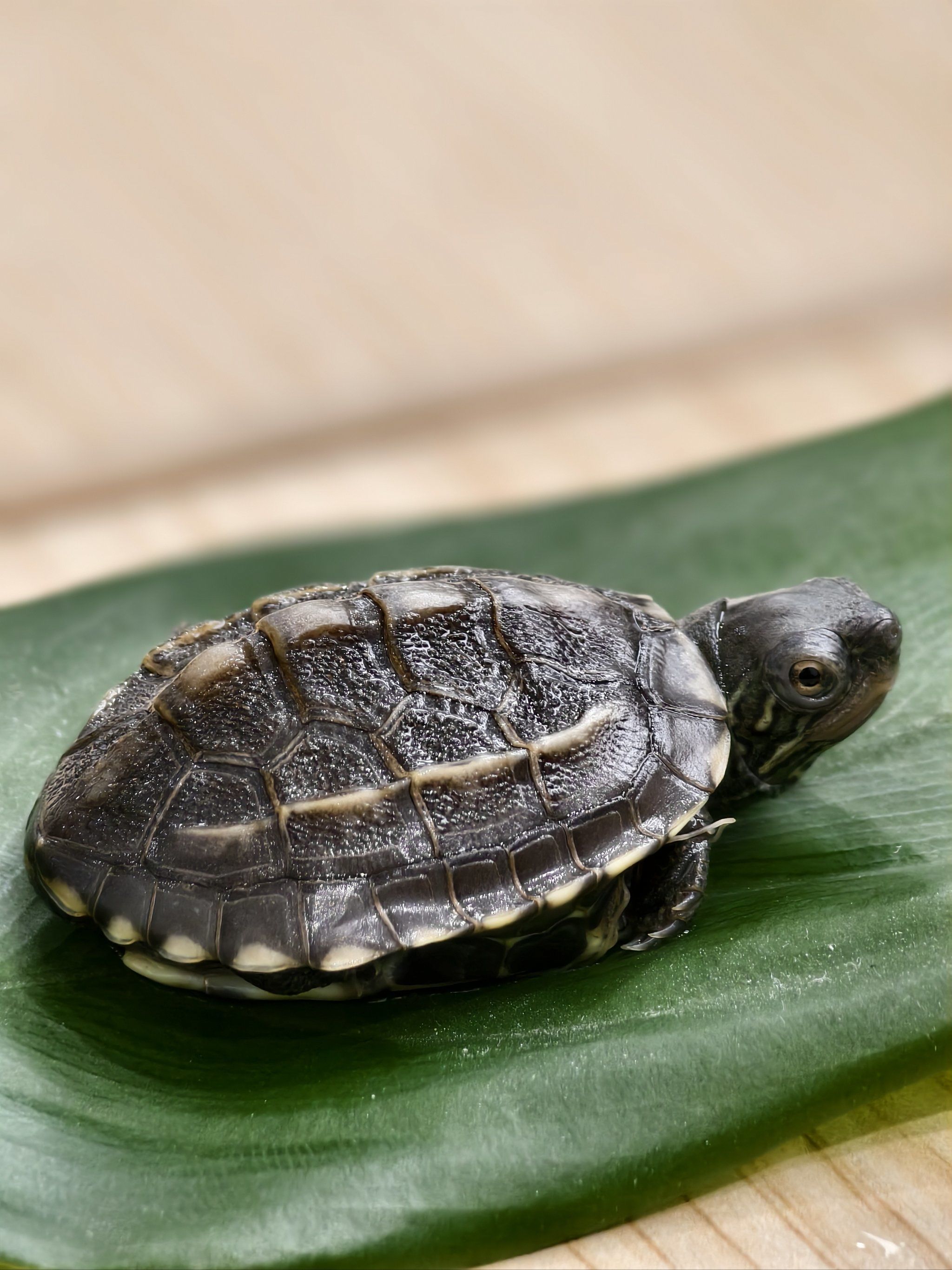 同事养的小乌龟