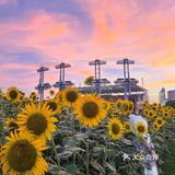 🌻金黄色向日葵花海 广州塔下的浪漫