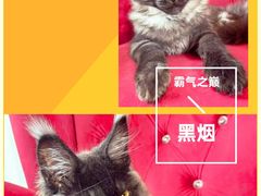 -十年猫舍·猫咪专门店(普陀店)