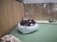 -藦茜花园宠物主题亲子互动体验馆(国顺东路店)