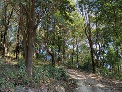 -黄埔油麻山森林公园
