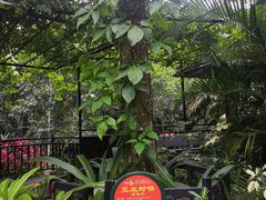 -呀诺达热带雨林