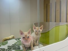 -青奢宠物·青奢猫舍