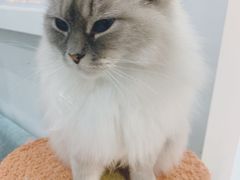 -糯米喵星人·撸猫猫舍咖啡馆(西市场嘉华店)