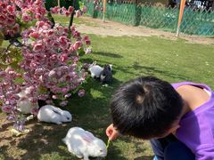 -上海长兴岛郊野公园