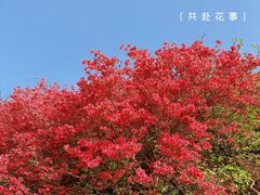 -木兰云雾山