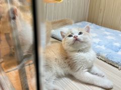 -屋虎猫馆(宝安大仟里店)