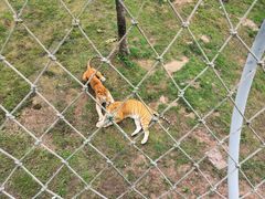 -西霞口神雕山野生动物世界
