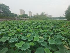-海天湖公园