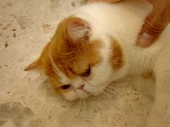 -飞行喵MR PILOT|猫舍·猫咖(静安大融城店)