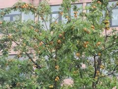 -大圆碗(新兴路店)