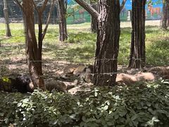 -秦皇岛野生动物园