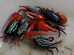 -青石桥花鸟鱼虫市场(叠翠城店)