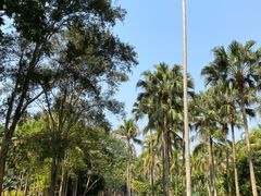 -中国科学院西双版纳热带植物园