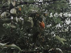 -杨桃公园