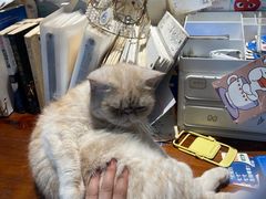 -Meowの猫咖(万家丽店)