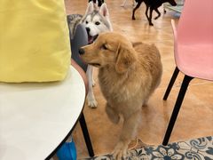 -Let's go狗咖·猫咖·奶狗·桌游(春熙路IFS店)