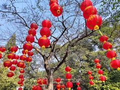 -深圳仙湖植物园
