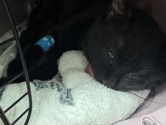 -纳吉亚猫专科动物医院·北北分院