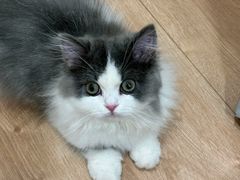 -欣宠猫屋·矮脚拿破仑·蓝金金渐层