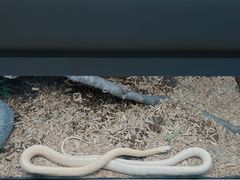 -上海大自然野生昆虫馆(东方明珠·爬宠昆虫探索中心)