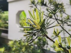 -红梅公园