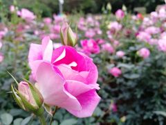 -人民公园(罗湖区)