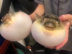 -肆月河豚·新淮扬(金融街店)