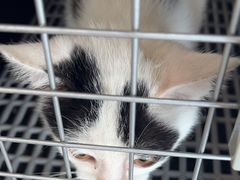 -贝康宠物医院·犬猫全科·小动物特色诊疗中心(东环路店)