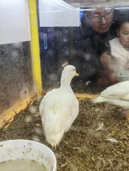 -神奇动物撸宠馆·羊驼·小浣熊·异宠(豫园店)