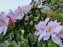 -梧桐山风景名胜区