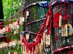 -五营红松林海景区