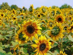 -长白岛森林公园