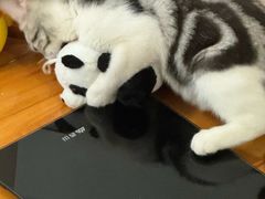 -lincat·猫舍(广州店)