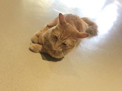 -藏猫猫咖啡主题馆(中央大道店)