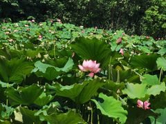 -泗洪洪泽湖湿地景区