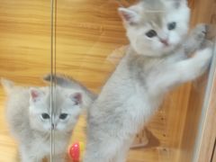 -猫十亿·布偶金渐层·曼基康矮脚猫舍(青年路店)