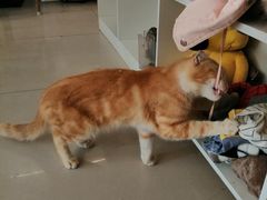 -平行世界·猫咖(首经贸店)