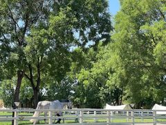 -北京群众马术培训基地