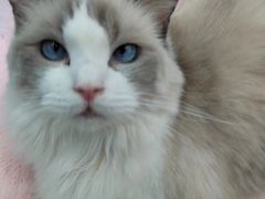 -1013 PET SHOP 宠物商店(近铁城市广场店)