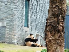 -都江堰中华大熊猫苑